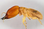 Neotermes (or Ring-Ant Termite)
