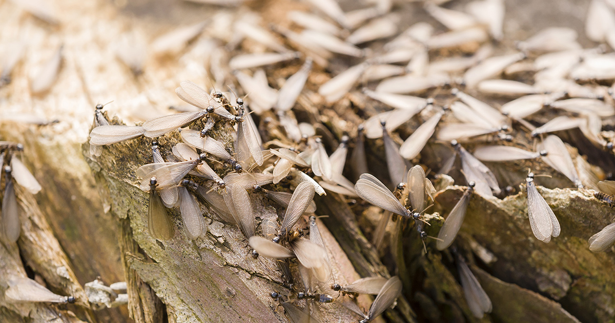 Download Your Free Guide To Termite Management For Body Corporates 