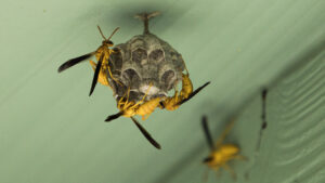 The beginning of a small wasp nest with three wasps nearby.