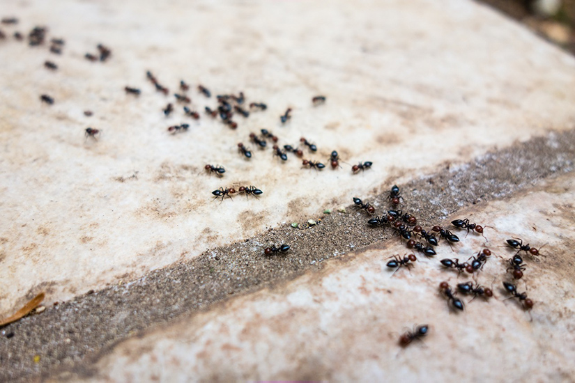 A lot of ants traveling in a row on the pavement.