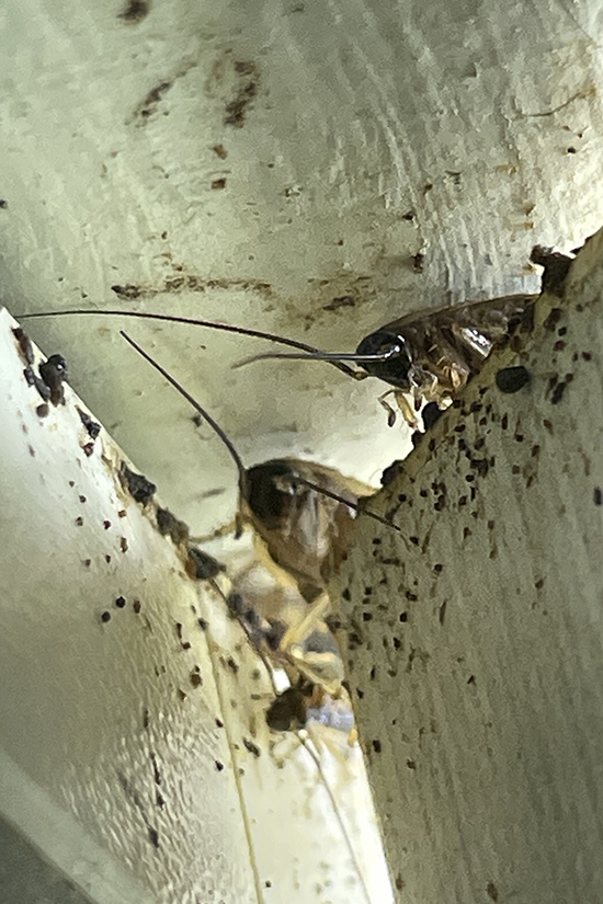 Cockroaches in between floor boards of a home.